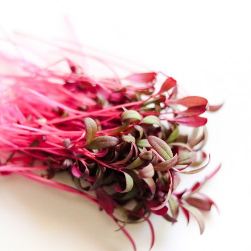 Q&A with Nicole Harris, Owner and Operator of Tiny Greens Farm